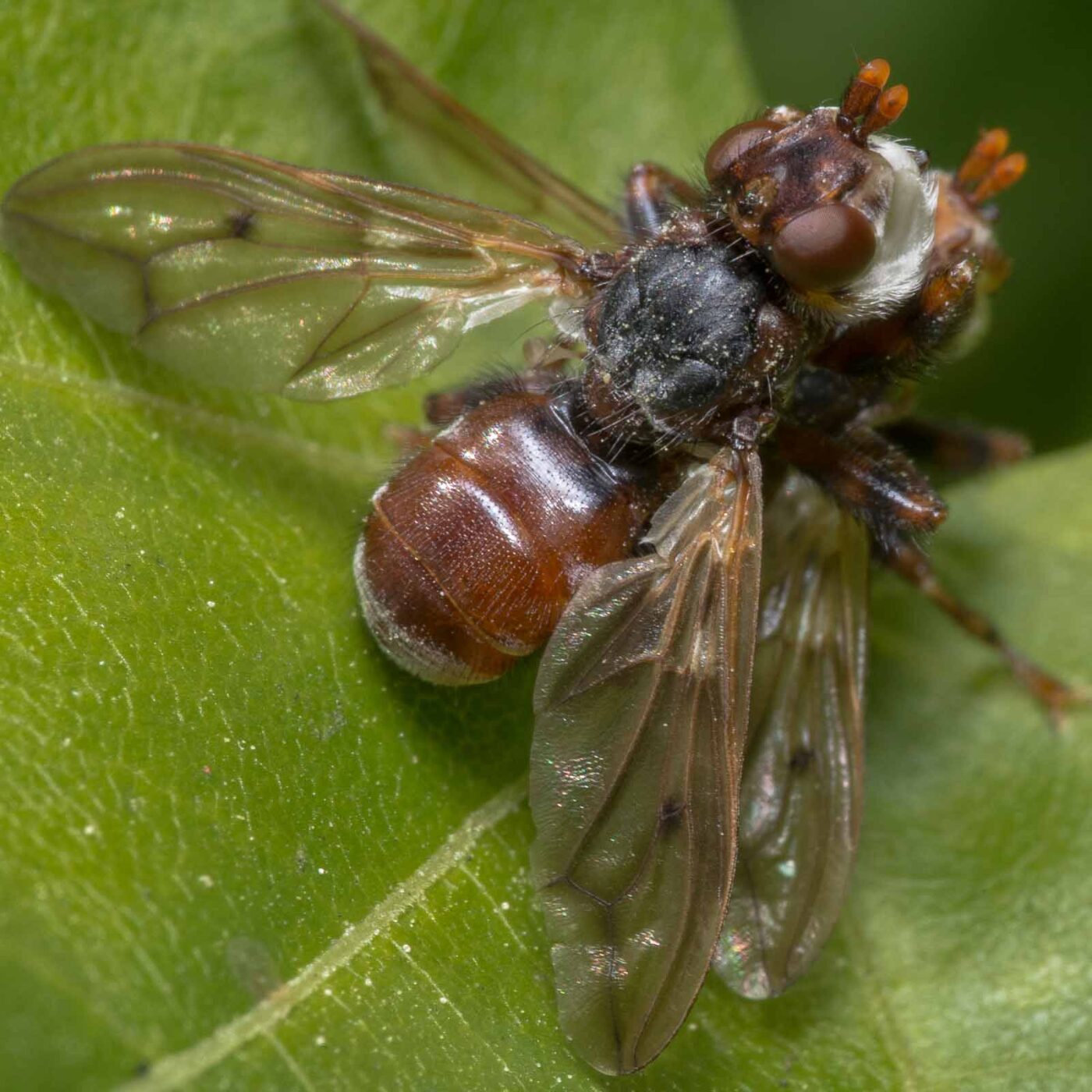 2020-04-26 - NSG Hafen Herten