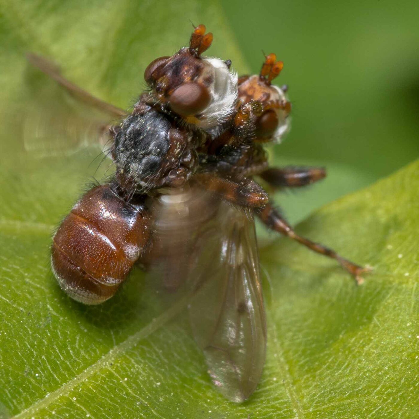 2020-04-26 - NSG Hafen Herten