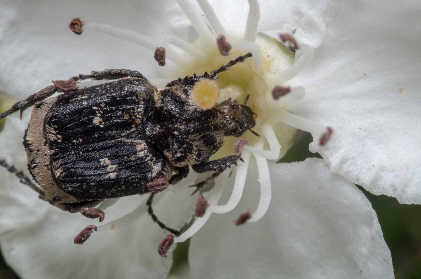 2020-04-26 - NSG Hafen Herten