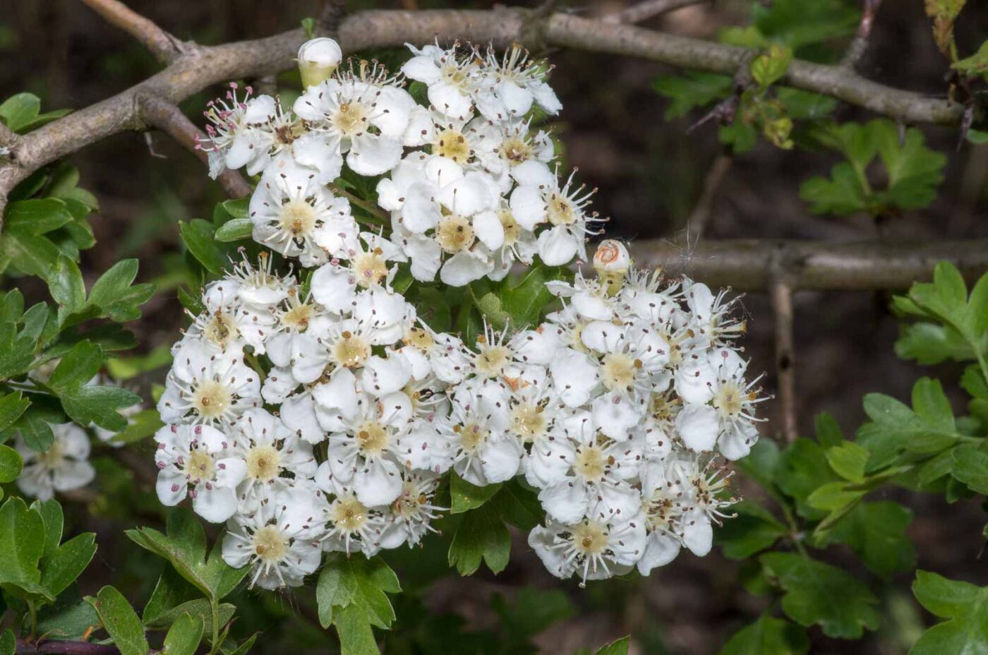 2020-04-26 - NSG Hafen Herten