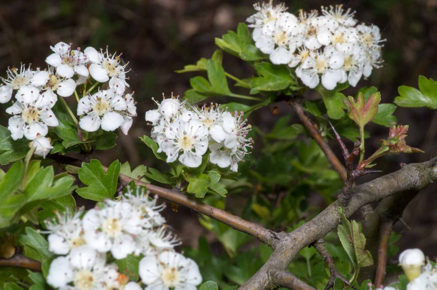 2020-04-26 - NSG Hafen Herten