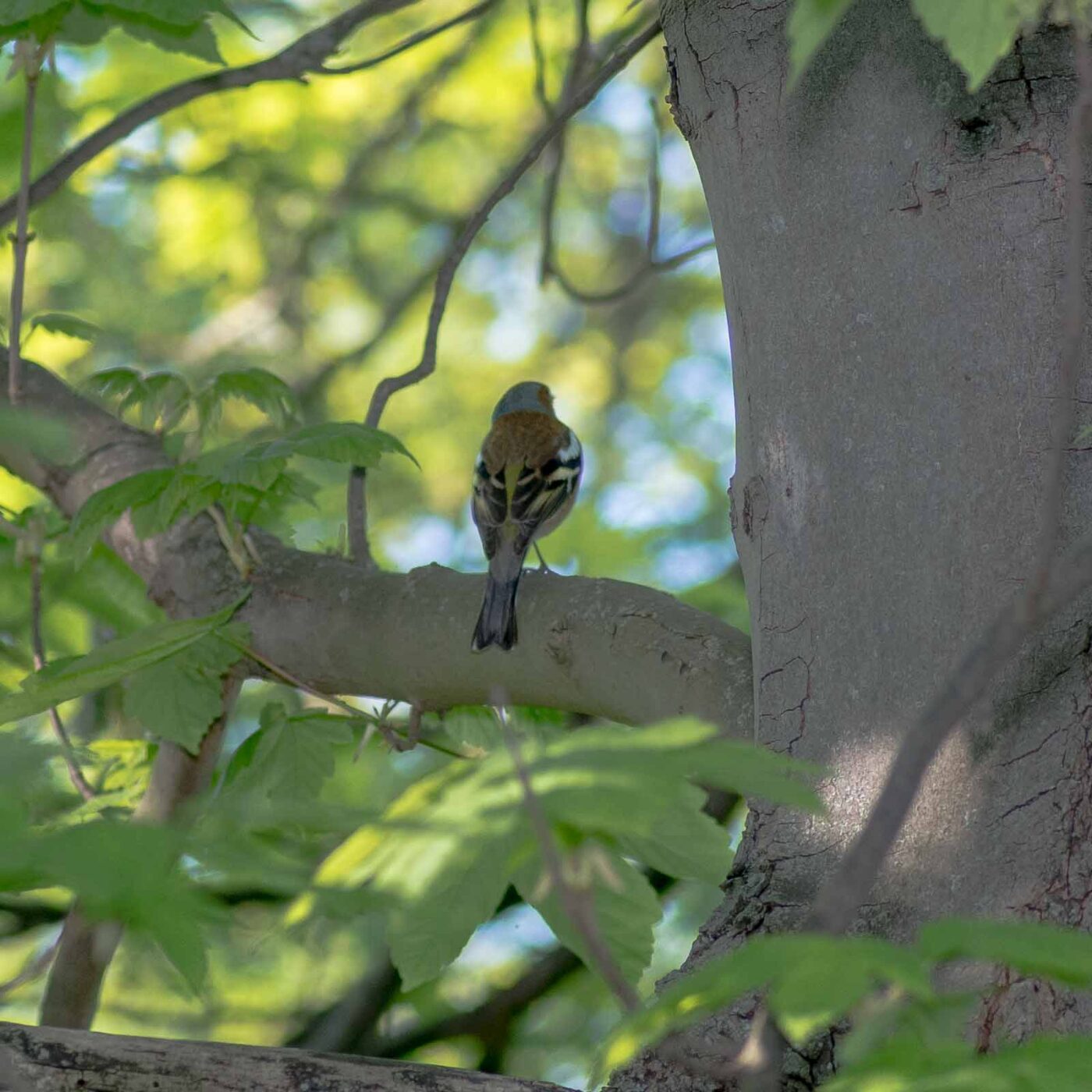2020-04-26 - NSG Hafen Herten