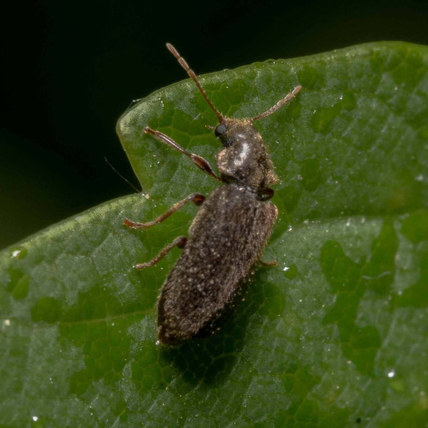 2020-04-26 - NSG Hafen Herten