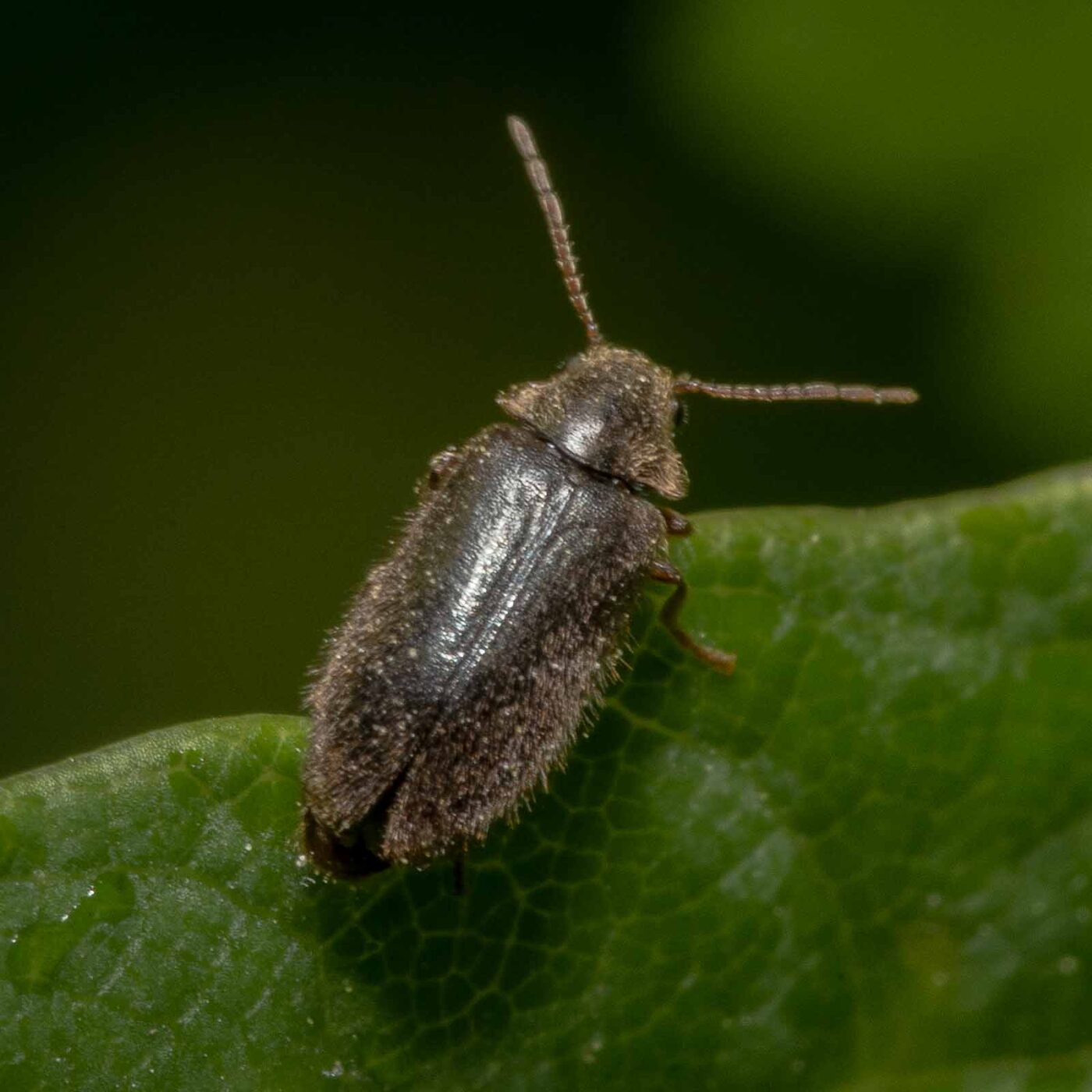 2020-04-26 - NSG Hafen Herten