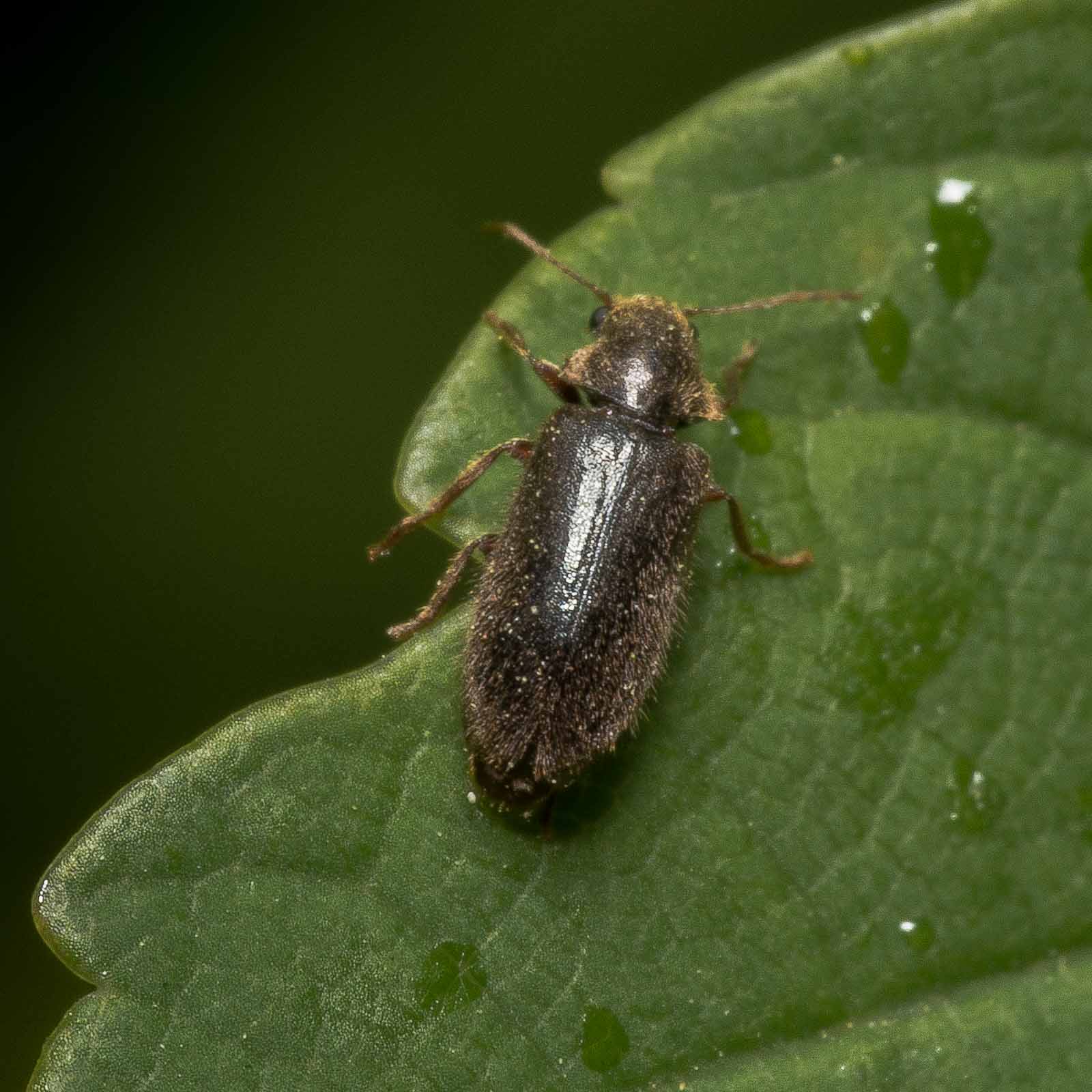 °dickfuß-pochkäfer°