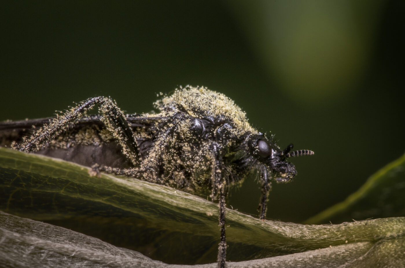 2020-04-26 - NSG Hafen Herten