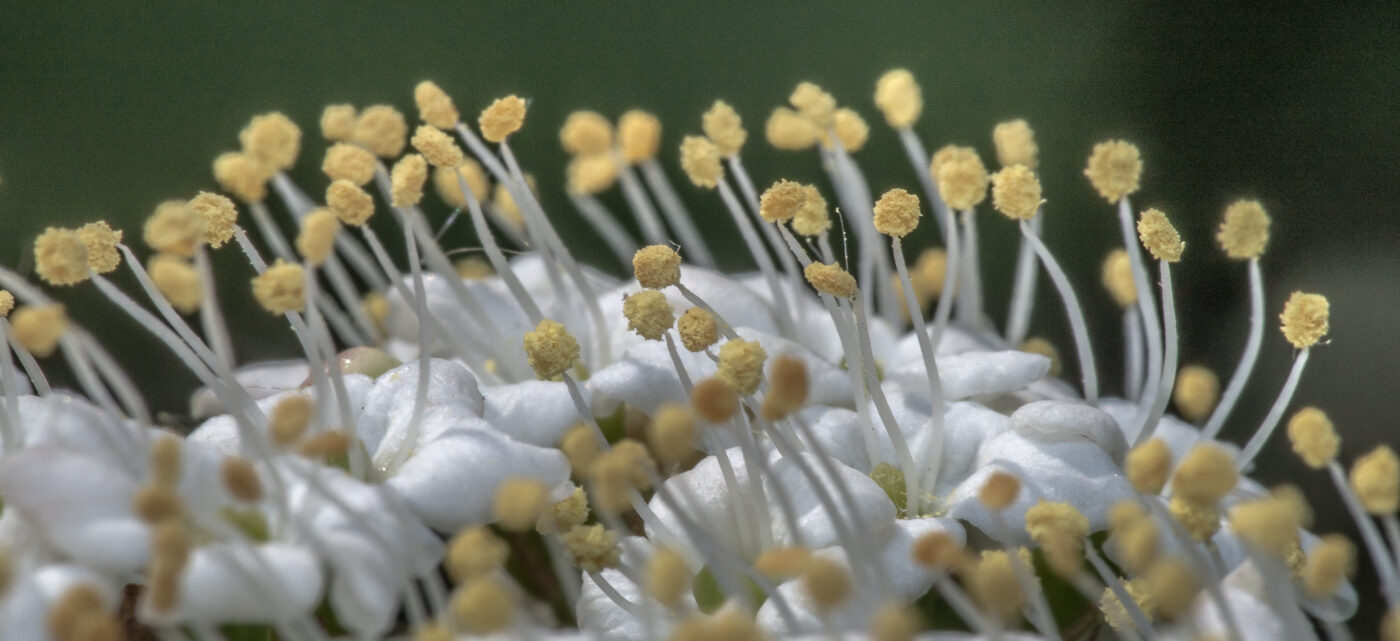 2020-04-26 - NSG Hafen Herten