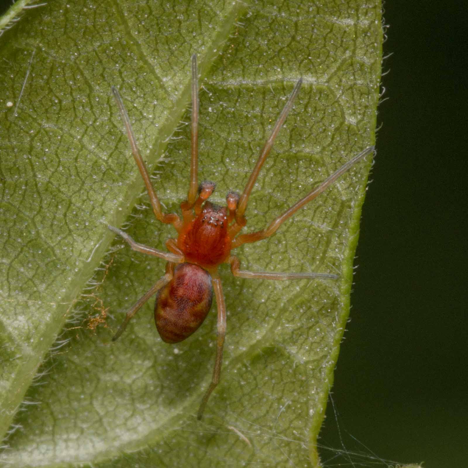 °gelbe kräuselspinne°