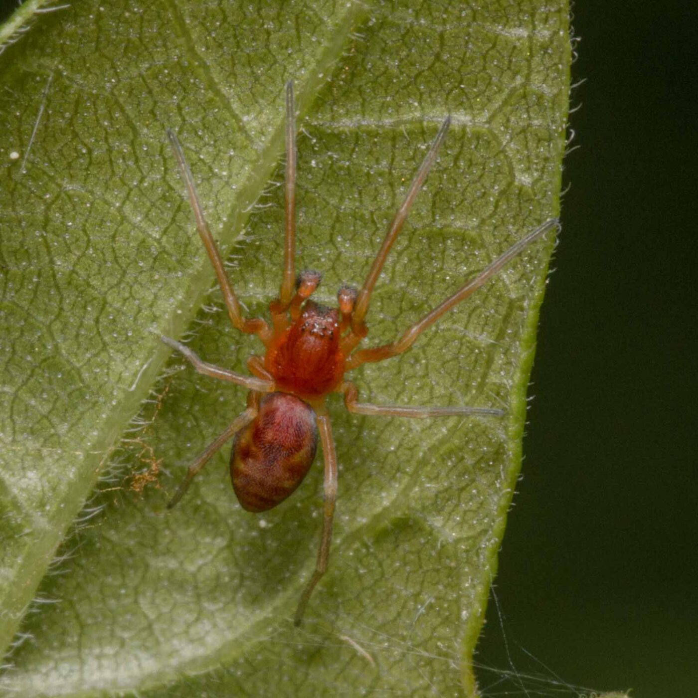 2020-04-26 - NSG Hafen Herten