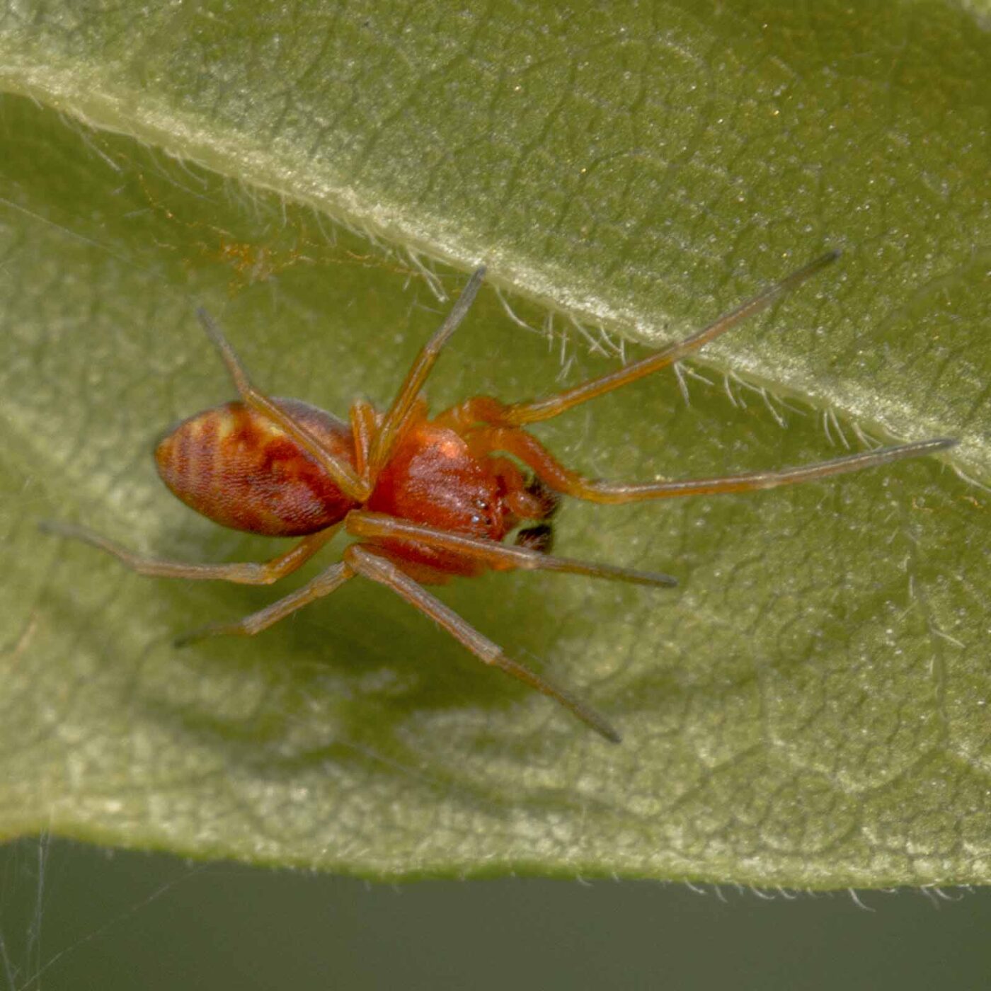 2020-04-26 - NSG Hafen Herten