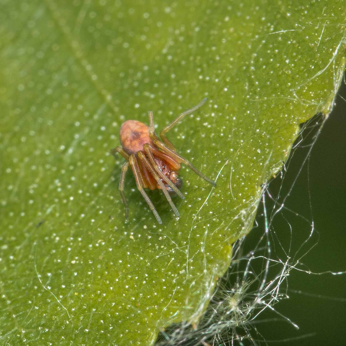 2020-04-26 - NSG Hafen Herten