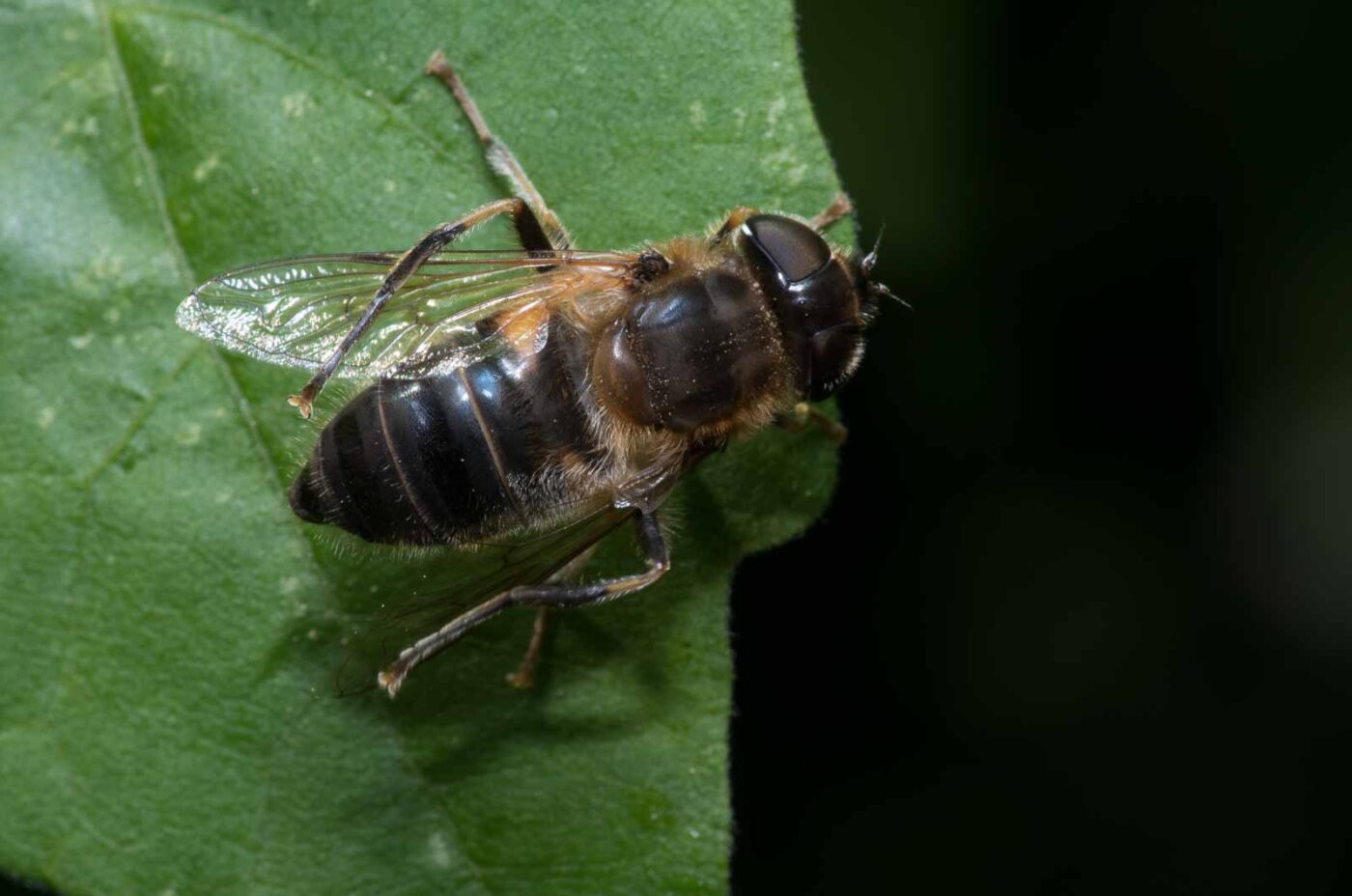 2020-04-26 - NSG Hafen Herten