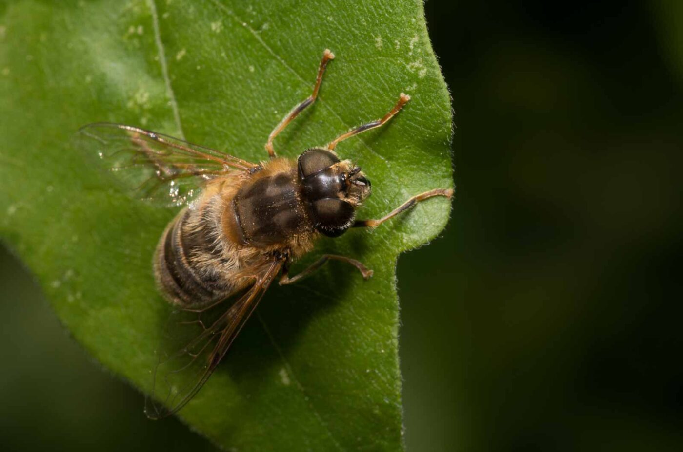 2020-04-26 - NSG Hafen Herten