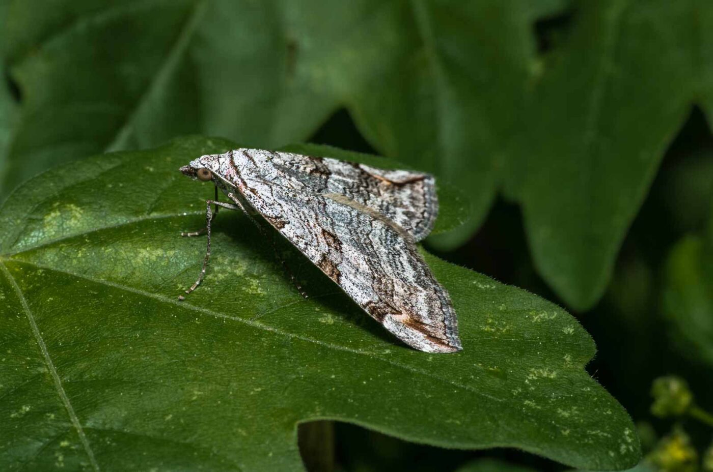 2020-04-26 - NSG Hafen Herten