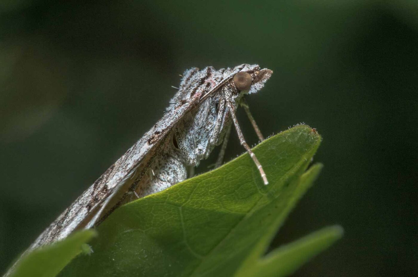 2020-04-26 - NSG Hafen Herten