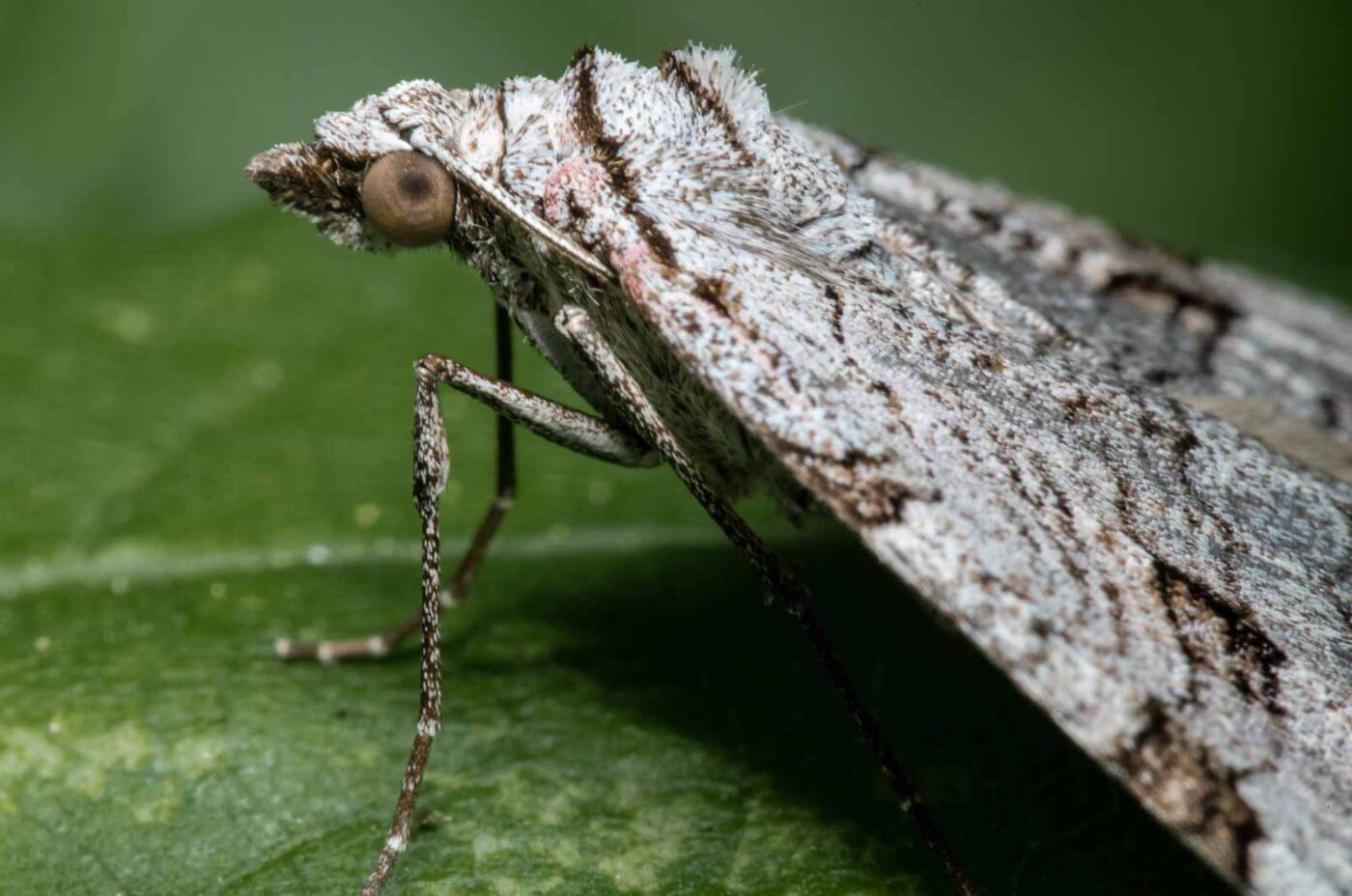 2020-04-26 - NSG Hafen Herten