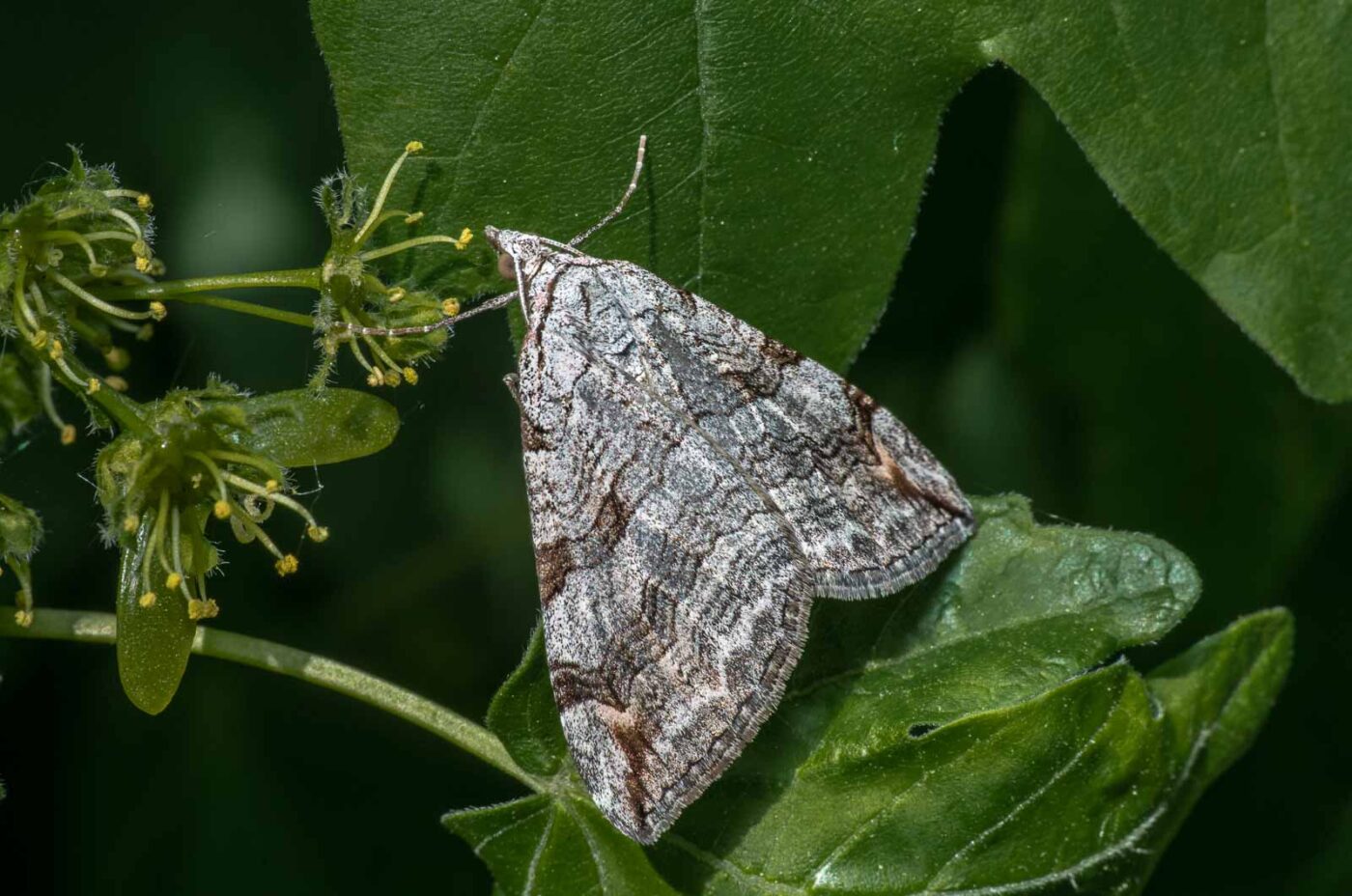 2020-04-26 - NSG Hafen Herten