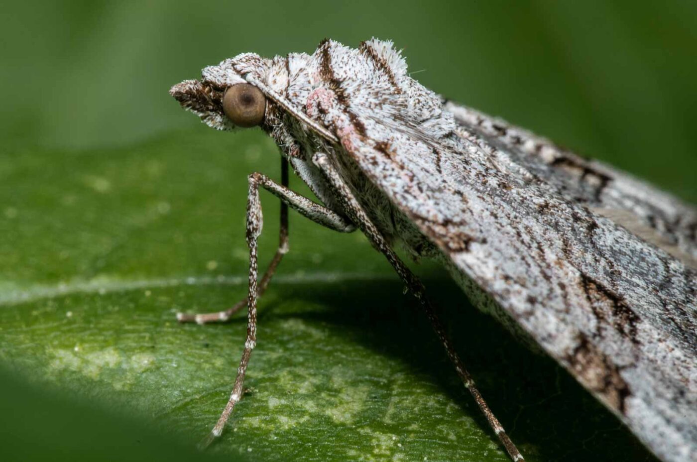 2020-04-26 - NSG Hafen Herten