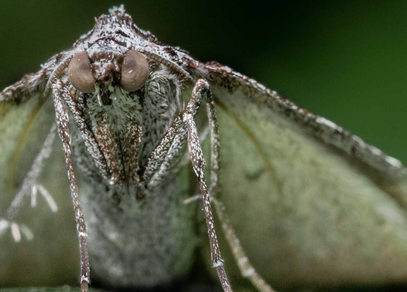 2020-04-26 - NSG Hafen Herten