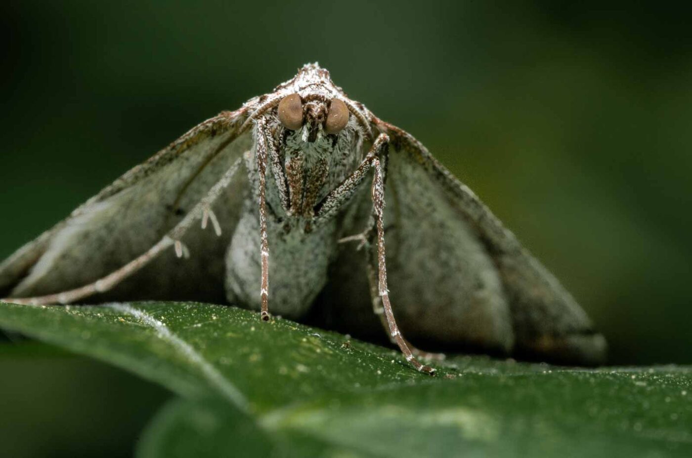 2020-04-26 - NSG Hafen Herten