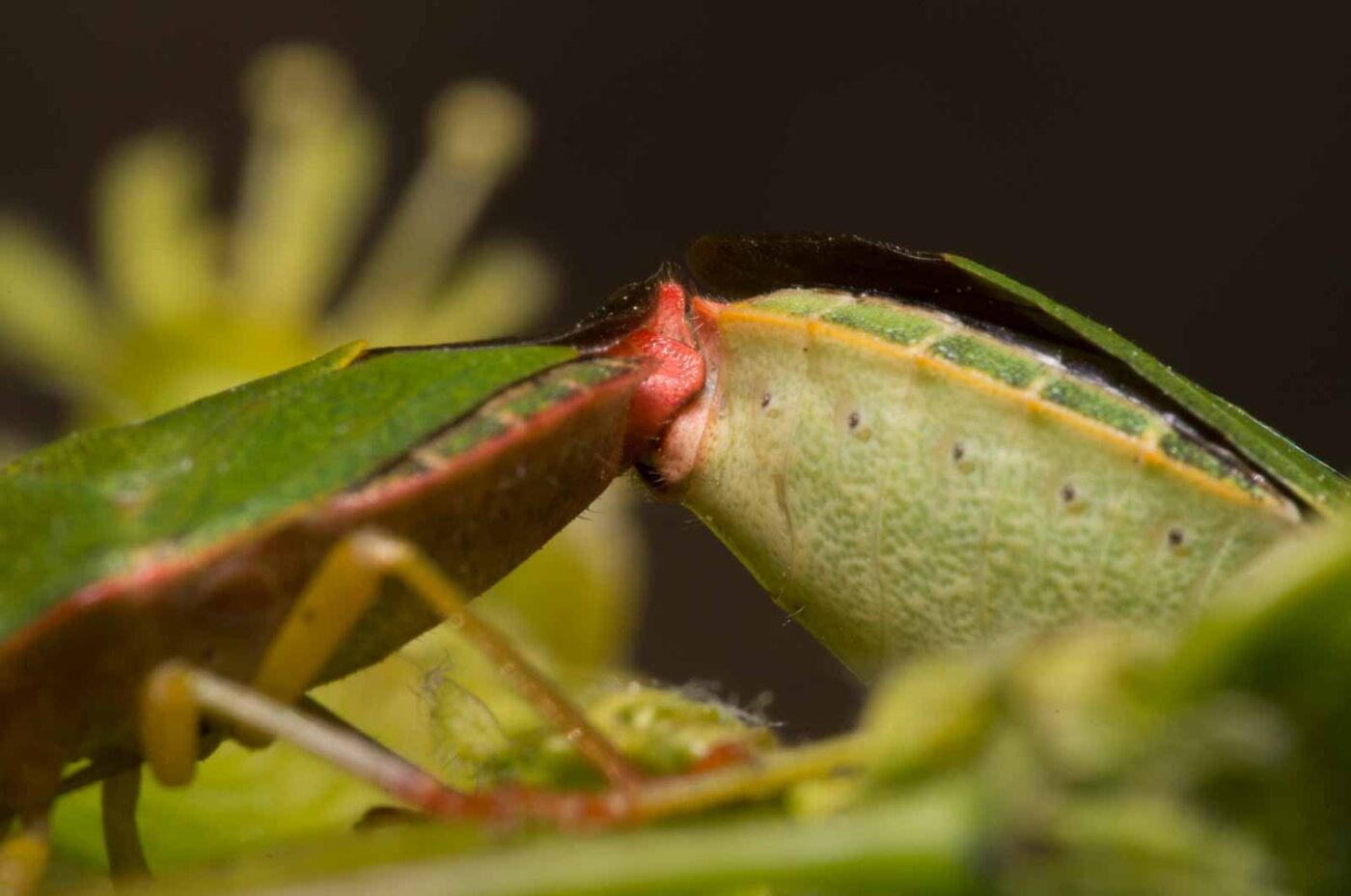 2020-04-26 - NSG Hafen Herten