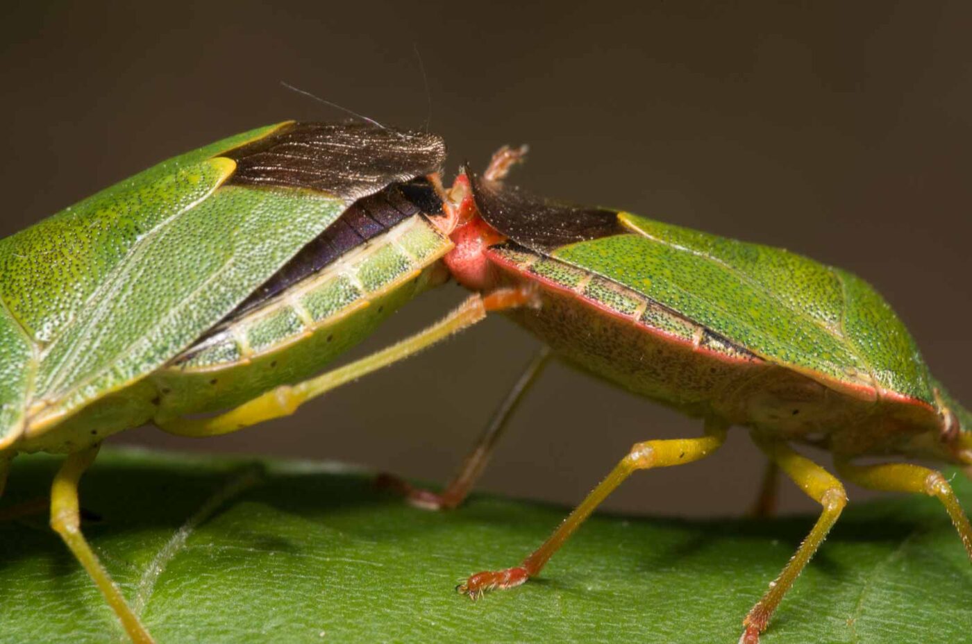 2020-04-26 - NSG Hafen Herten