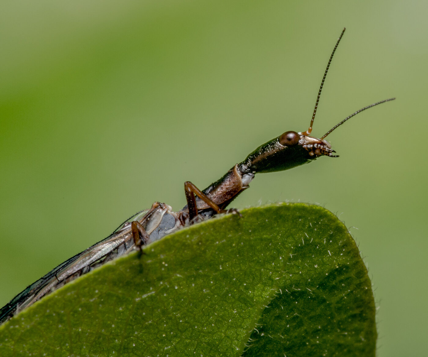 2020-04-26 - NSG Hafen Herten