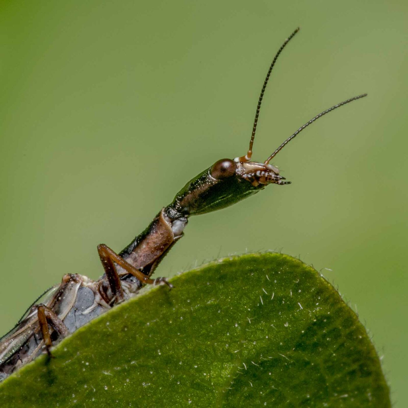 2020-04-26 - NSG Hafen Herten