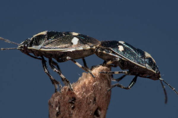 2020-04-26 - NSG Hafen Herten