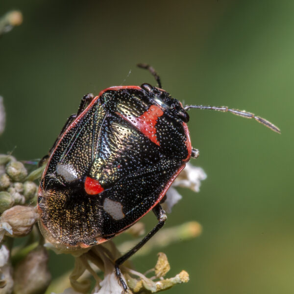 2020-04-26 - NSG Hafen Herten