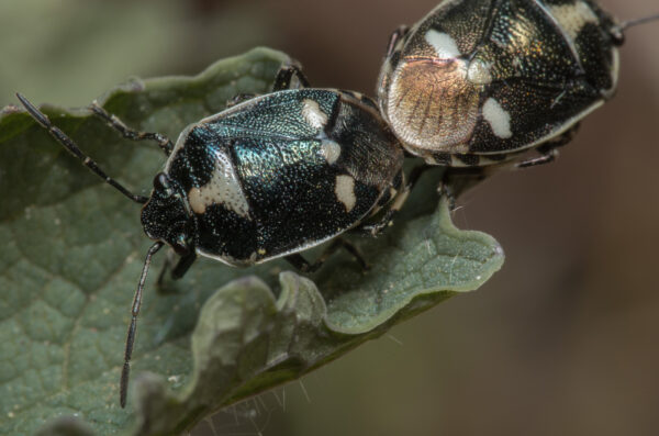 2020-04-26 - NSG Hafen Herten