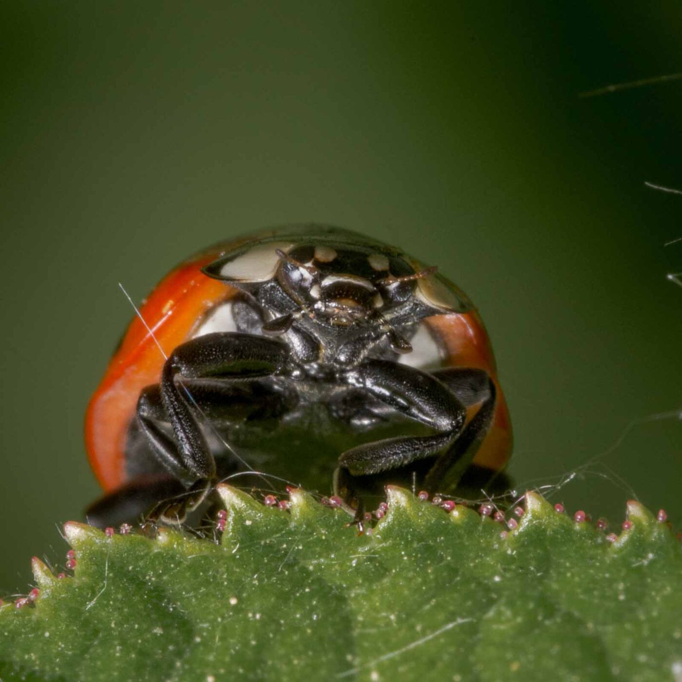 2020-04-26 - NSG Hafen Herten