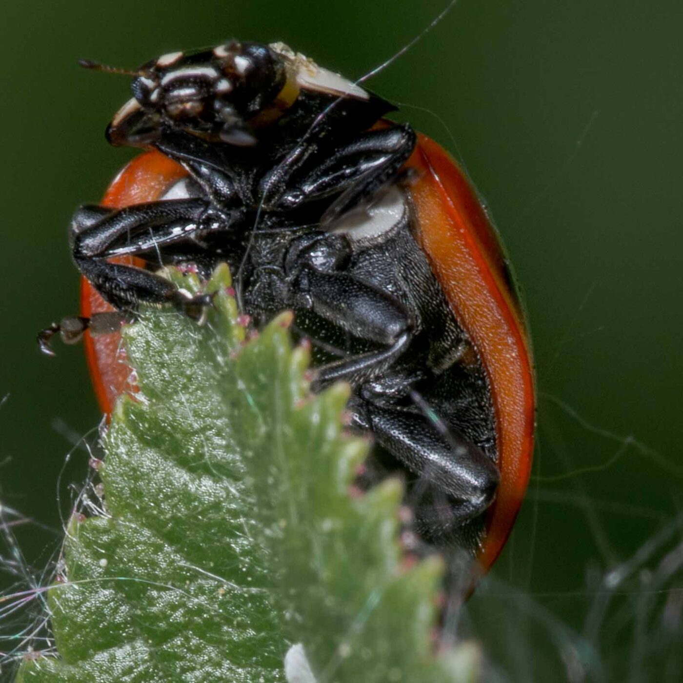 2020-04-26 - NSG Hafen Herten