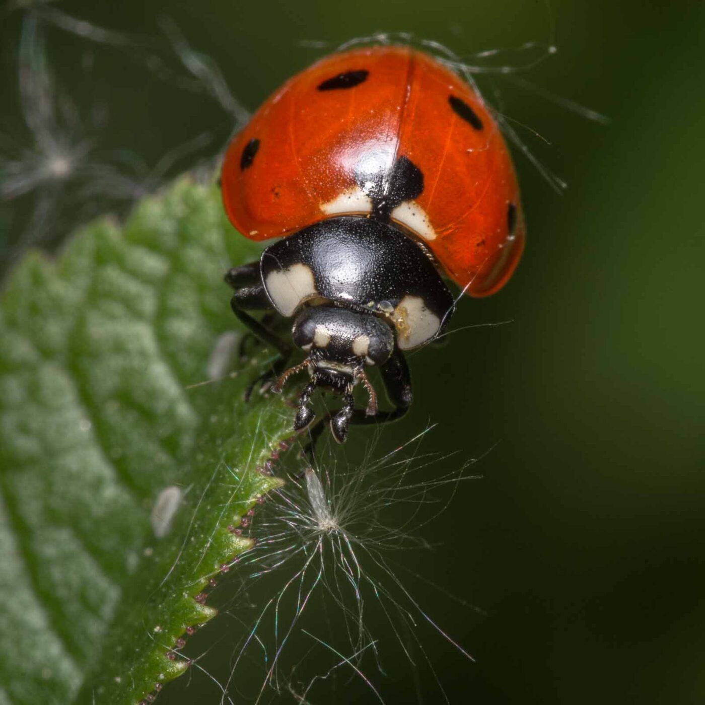 2020-04-26 - NSG Hafen Herten