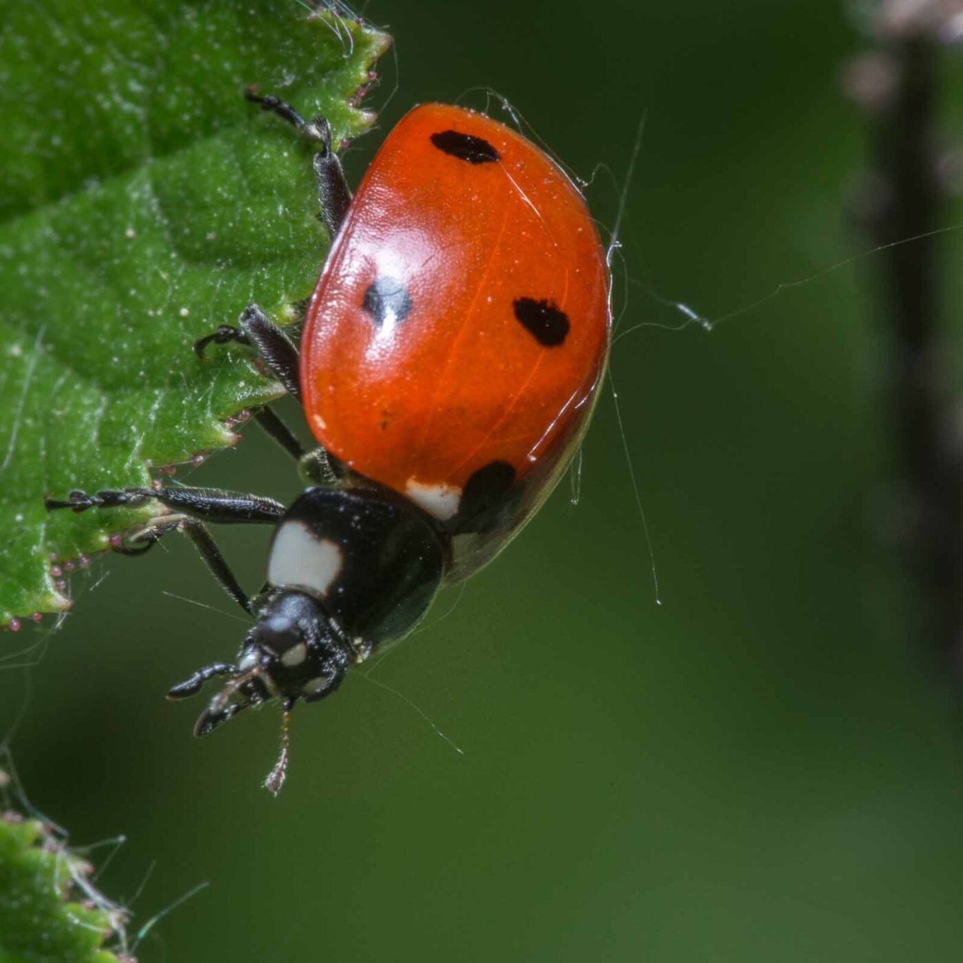 2020-04-26 - NSG Hafen Herten