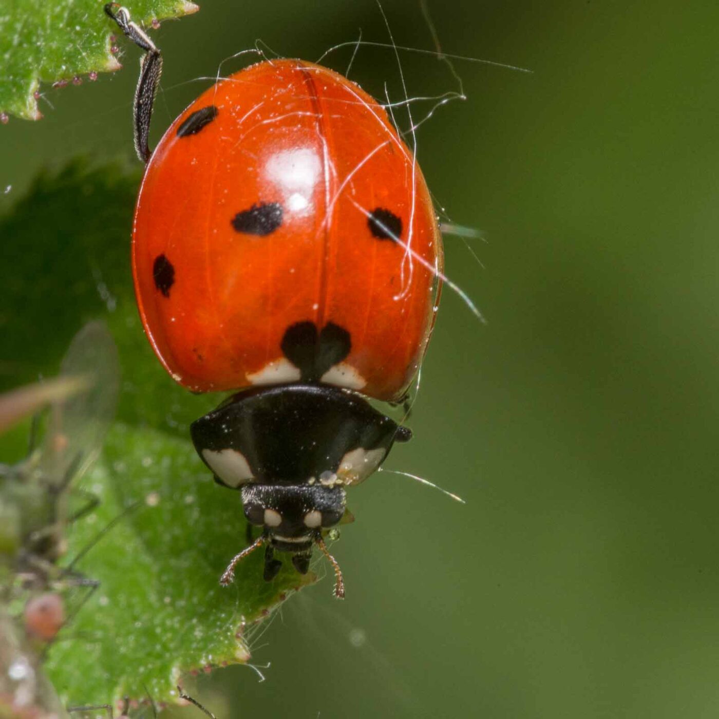 2020-04-26 - NSG Hafen Herten