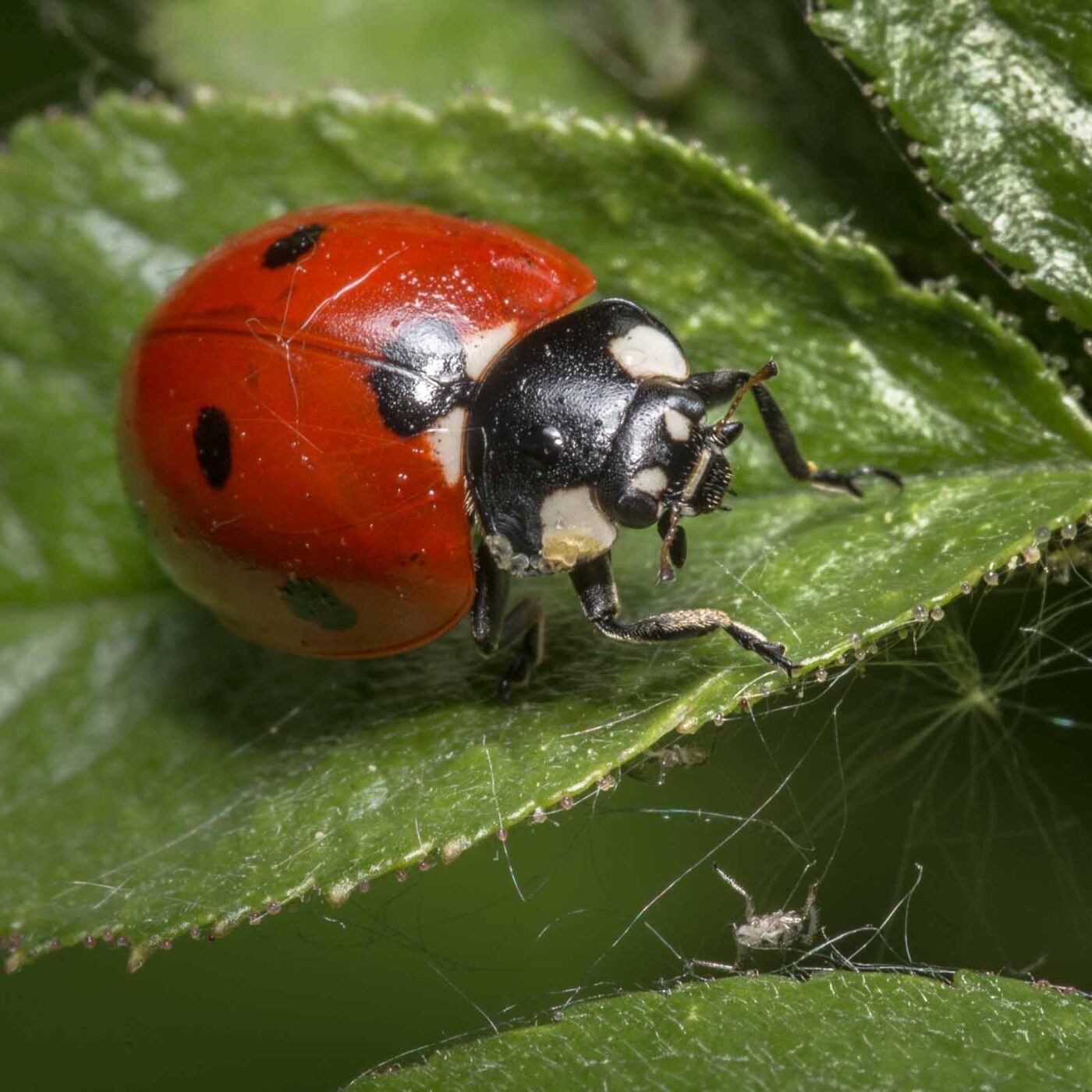 2020-04-26 - NSG Hafen Herten