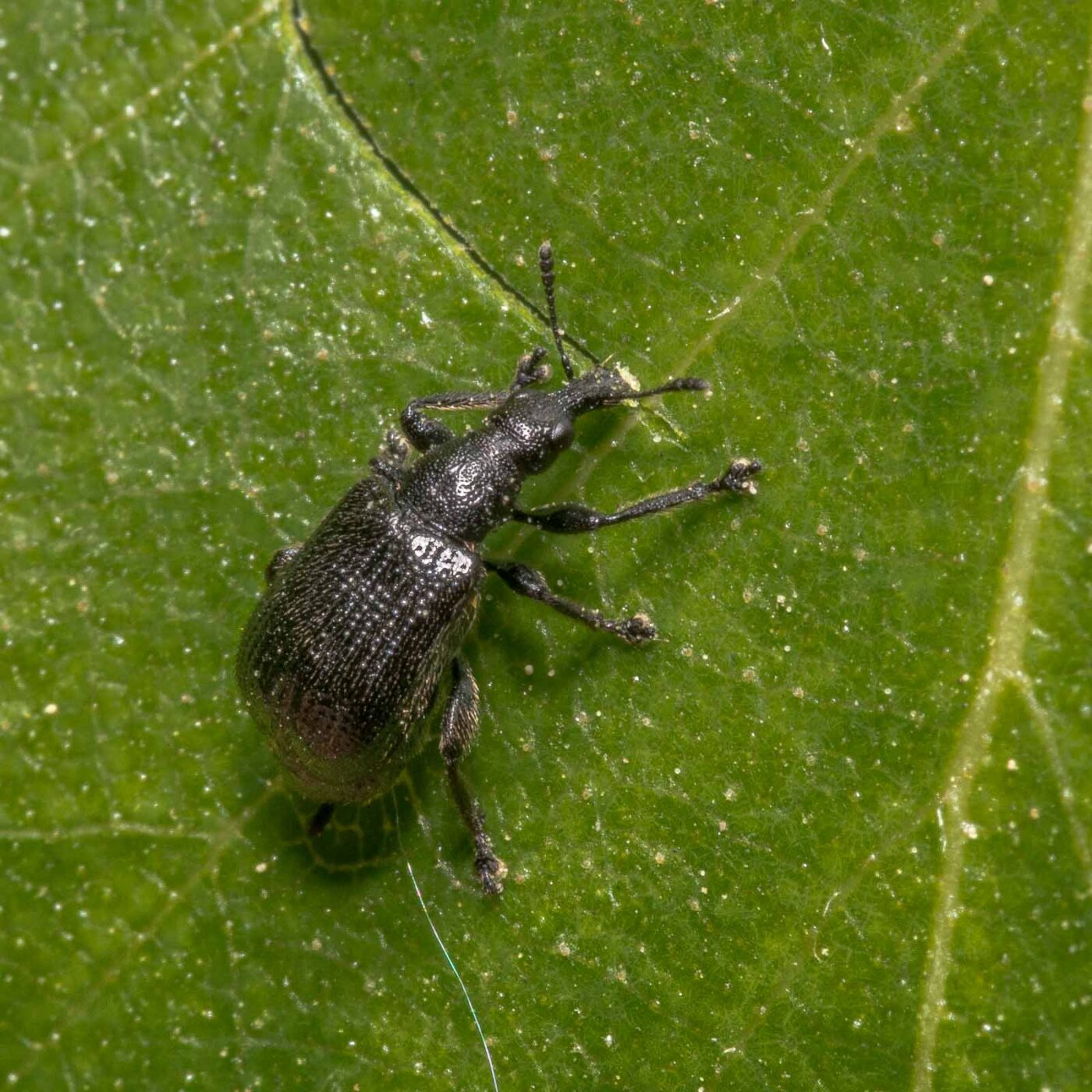 2020-04-26 - NSG Hafen Herten