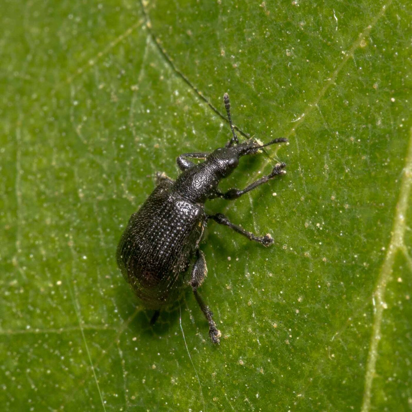 2020-04-26 - NSG Hafen Herten