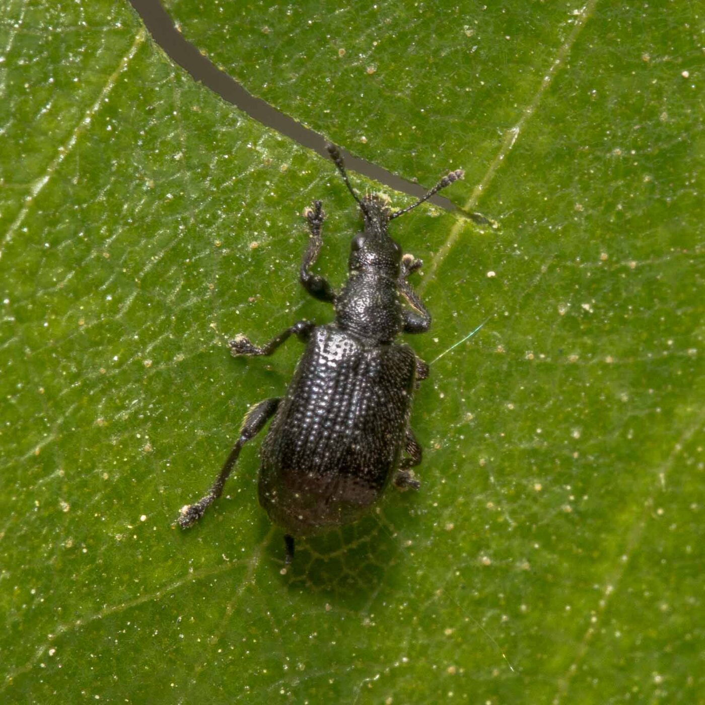 2020-04-26 - NSG Hafen Herten