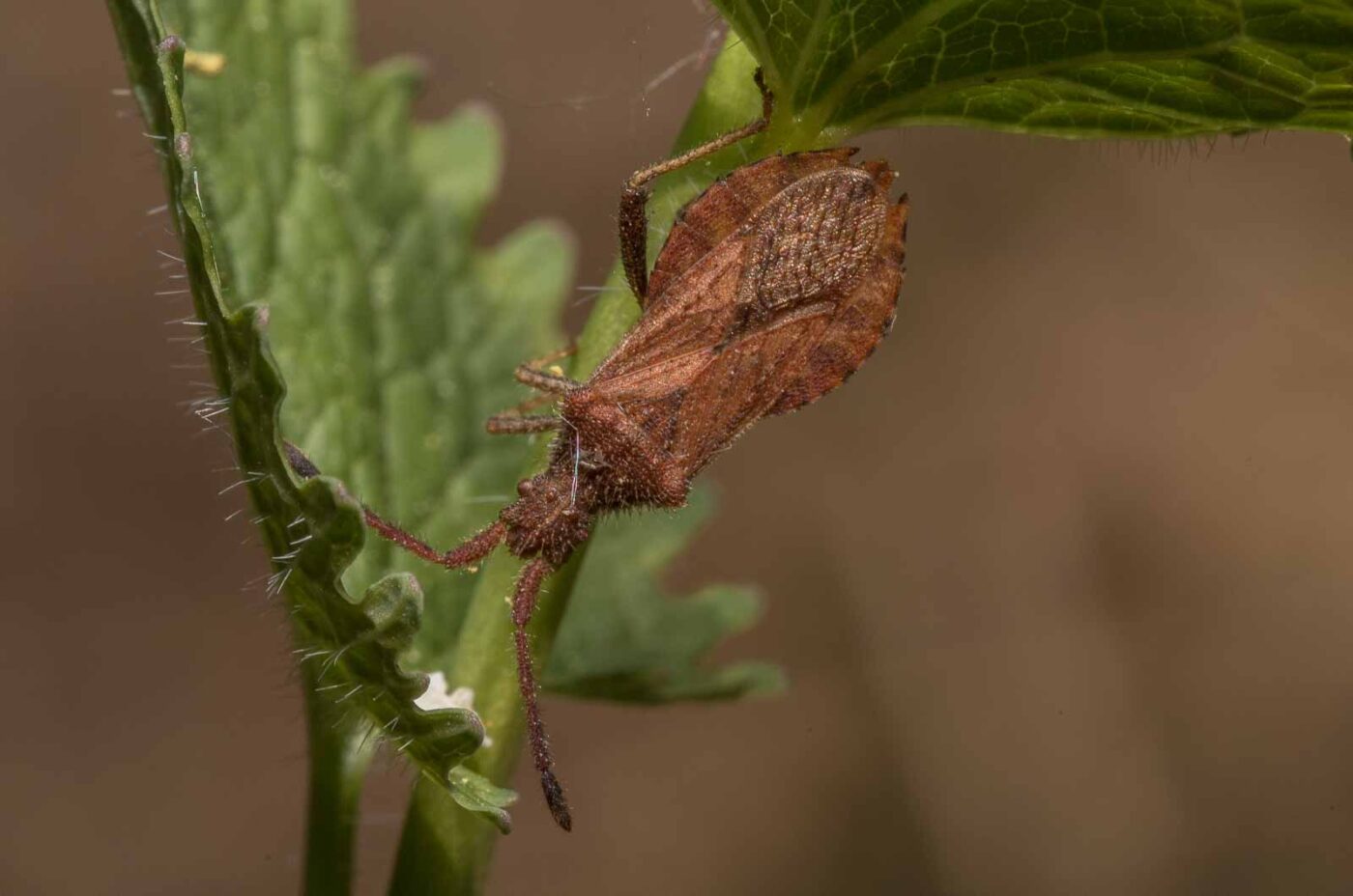 2020-04-26 - NSG Hafen Herten