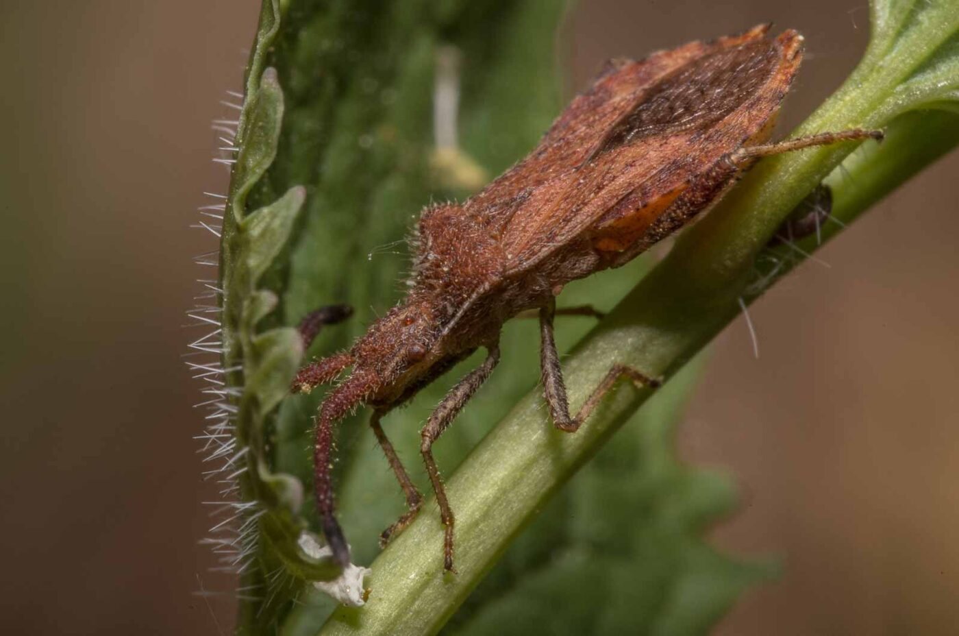 2020-04-26 - NSG Hafen Herten