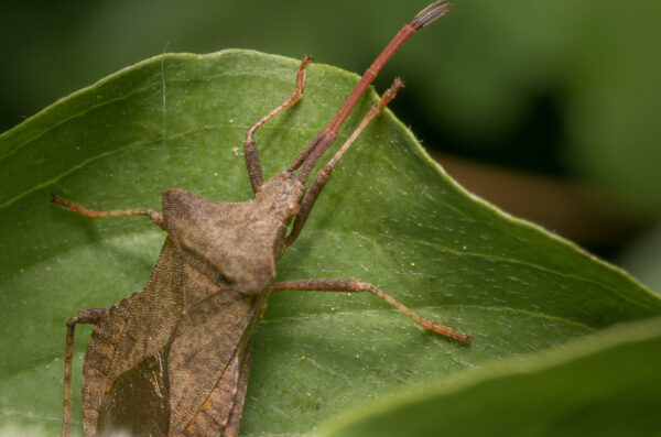 2020-04-26 - NSG Hafen Herten
