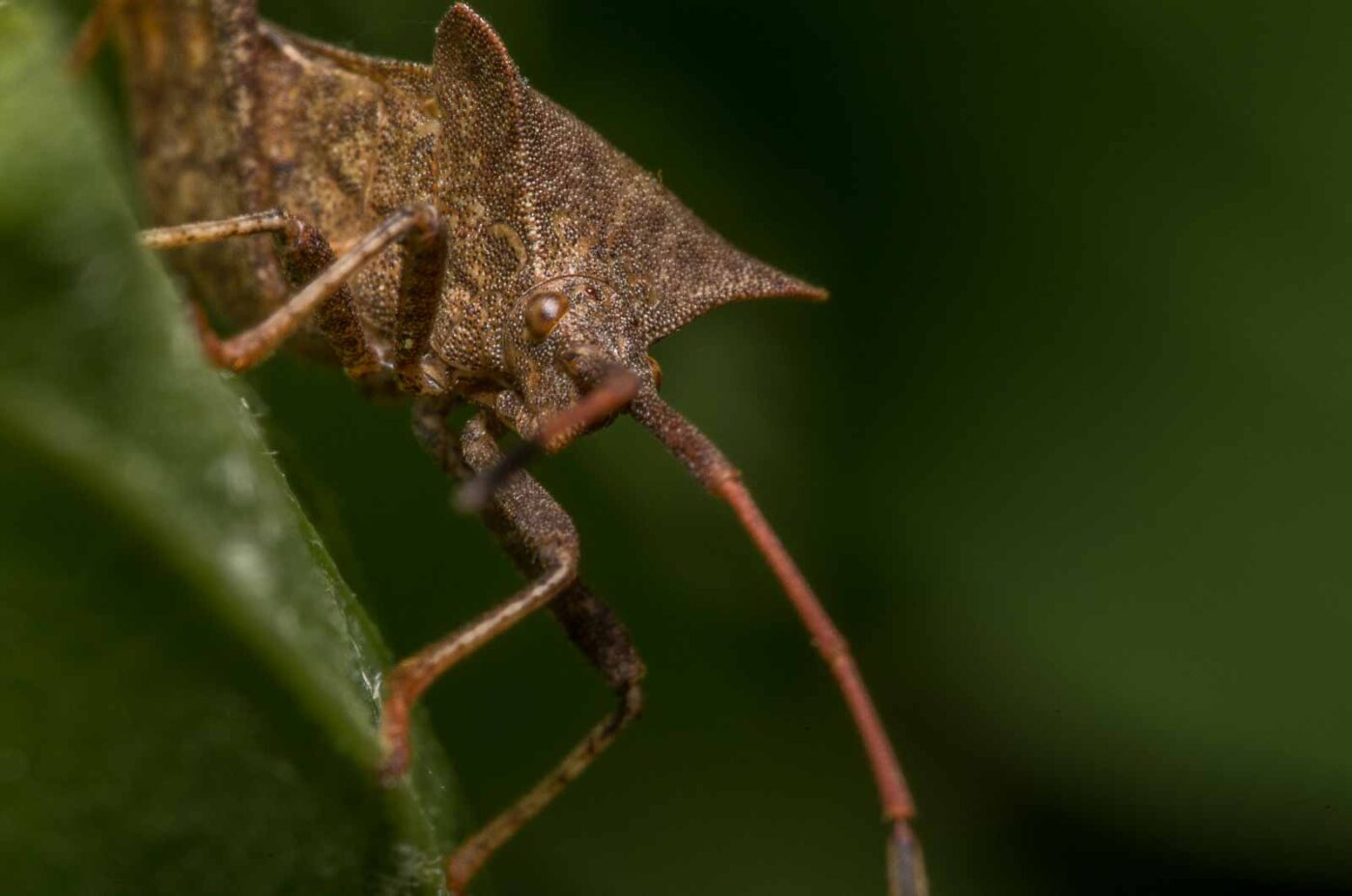 2020-04-26 - NSG Hafen Herten