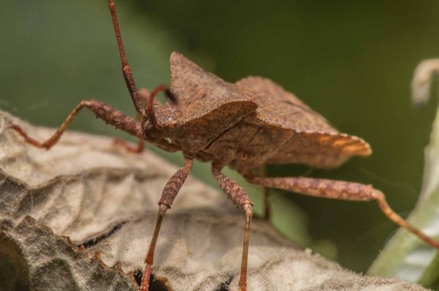 2020-04-26 - NSG Hafen Herten