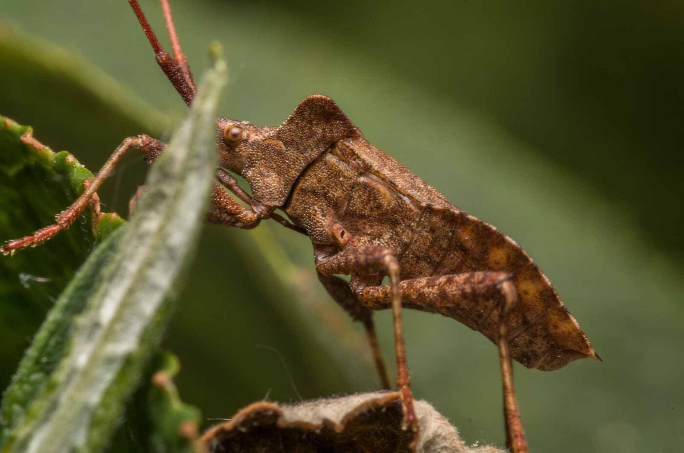 2020-04-26 - NSG Hafen Herten