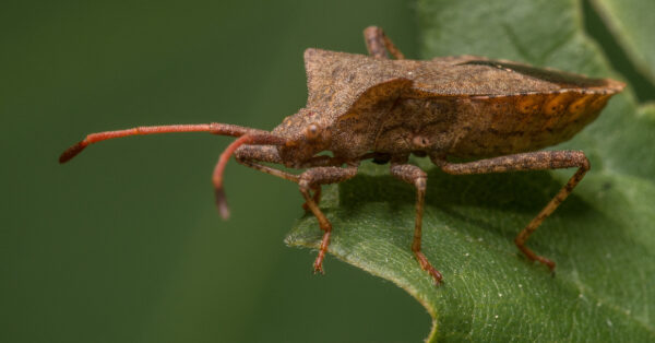 2020-04-26 - NSG Hafen Herten