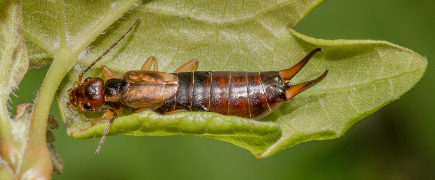 2020-04-26 - NSG Hafen Herten