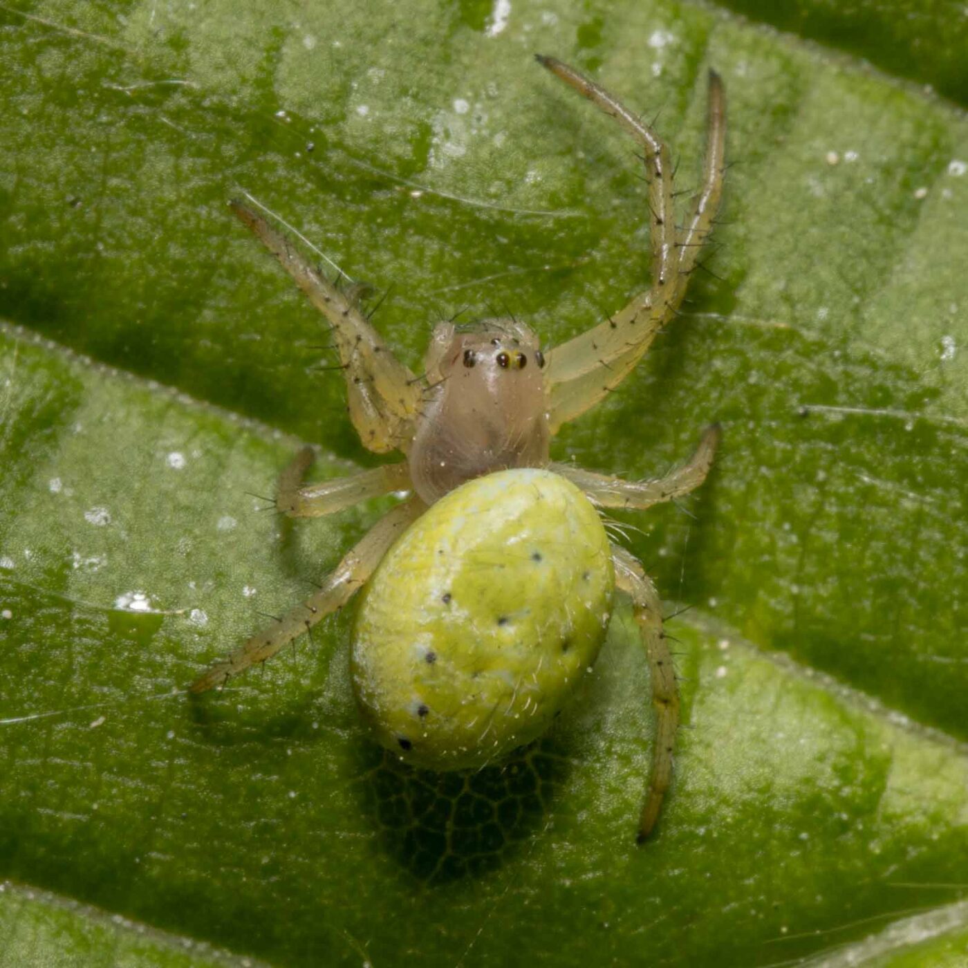 2020-04-26 - NSG Hafen Herten