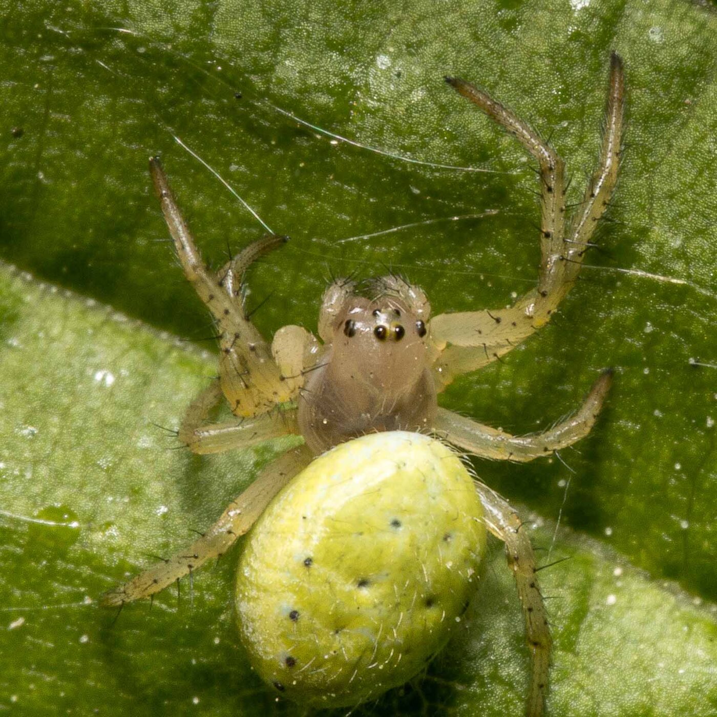 2020-04-26 - NSG Hafen Herten